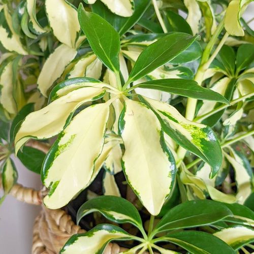 花叶鸭脚木绿植风水植物室内鹅掌财八方来财净化空气吸甲醛观叶