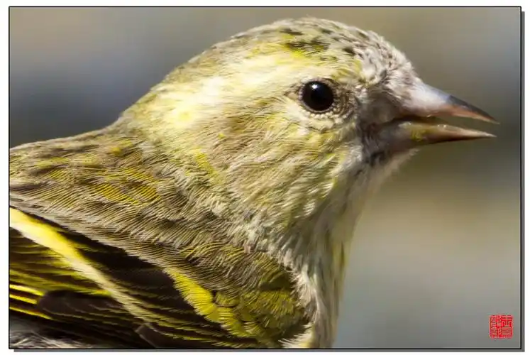 黄鸟特写!