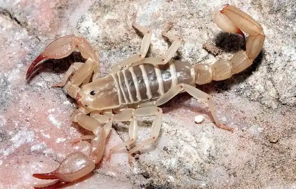 蝎子常出现在啥地方(每年有100吨蝎子被吃)(8)