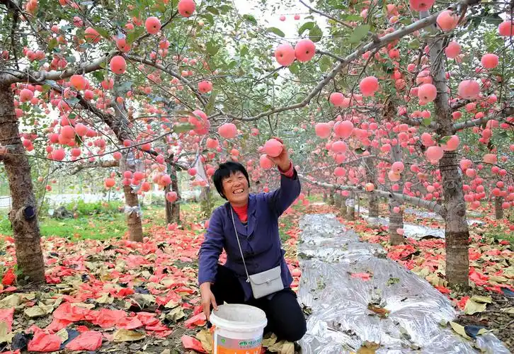 《闻名全国的名牌产品"富岗苹果"喜获丰收》photo