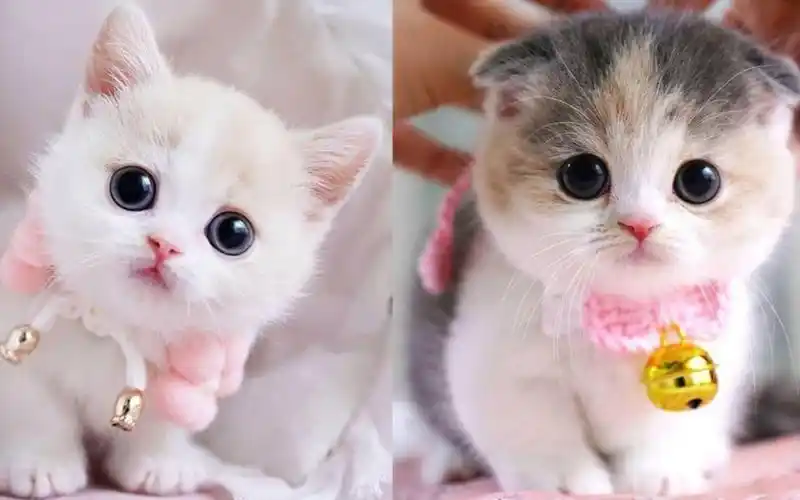 活动  萌萌猫-可爱又有趣的猫视频集锦1 | 治愈小奶猫 |猫猫可以有多