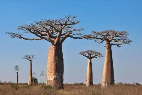 马达加斯加的猴面包树.