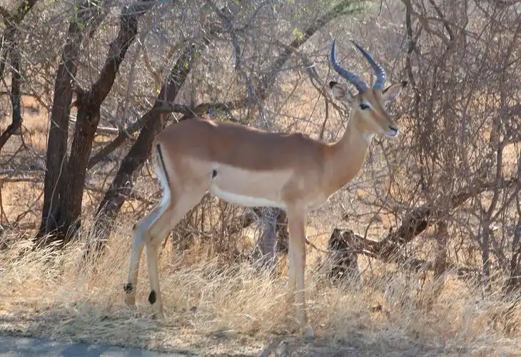 印象南非(1)—南非克鲁格国家公园