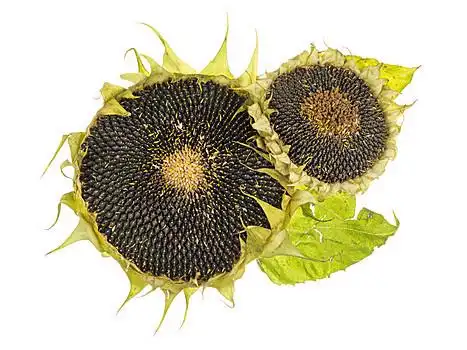 成熟,花,向日葵,黑色,葵花籽,隔绝,白色背景,背景