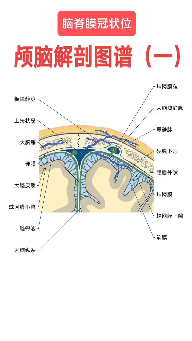 医路同行 #医学生 #医学影像 #颅脑解剖 #希望大数据推 - 抖音