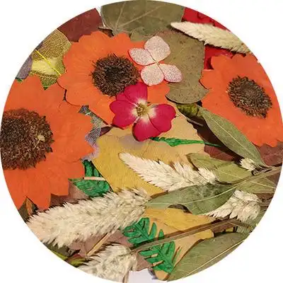 天然植物标本干花集合贴画儿童树叶材料早教手工创意粘贴类