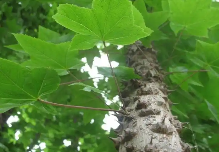 长刺的树叫什么名字和图片,树上长刺的树叫什么树(因为树干长满刺人称