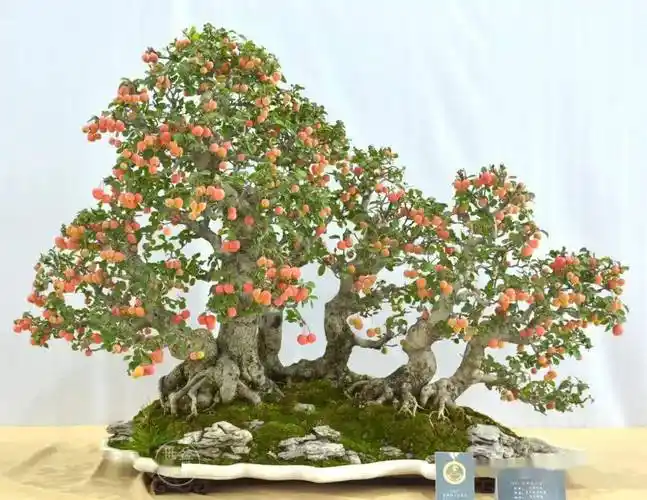 苏北盆景联盟作品《马陵秋色》(冬红果)荣获全国精品盆景展金奖冬