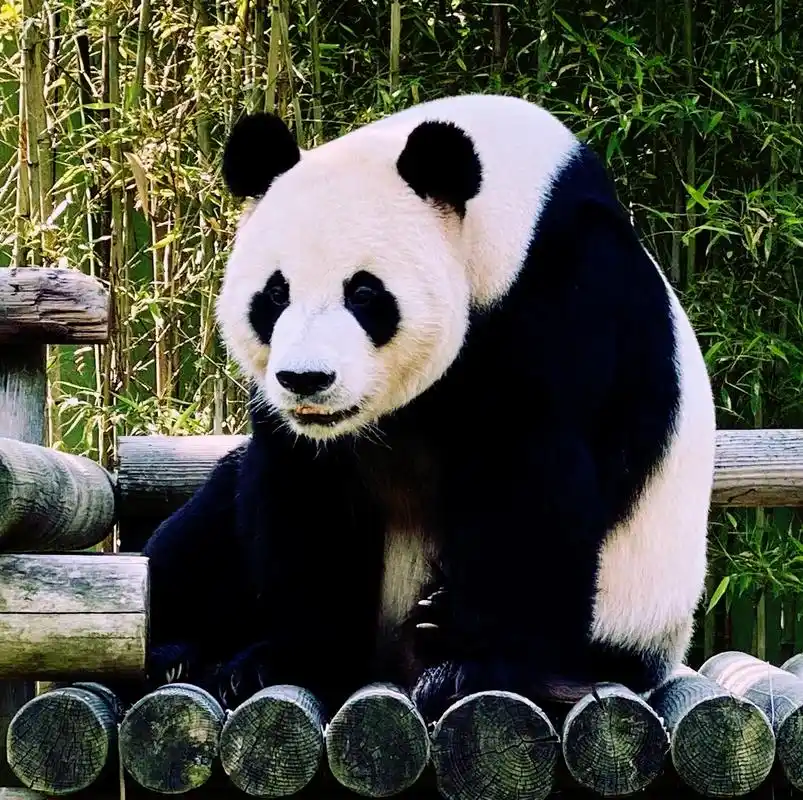 大熊猫乐宝,逍遥又自在,快乐似神仙