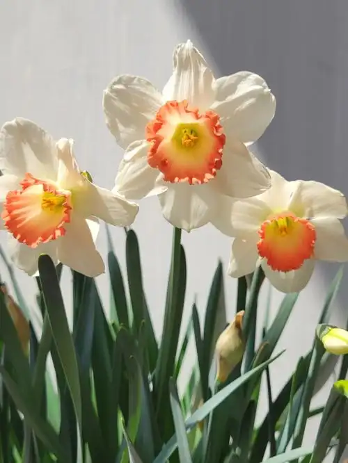 洋水仙复花后续来了