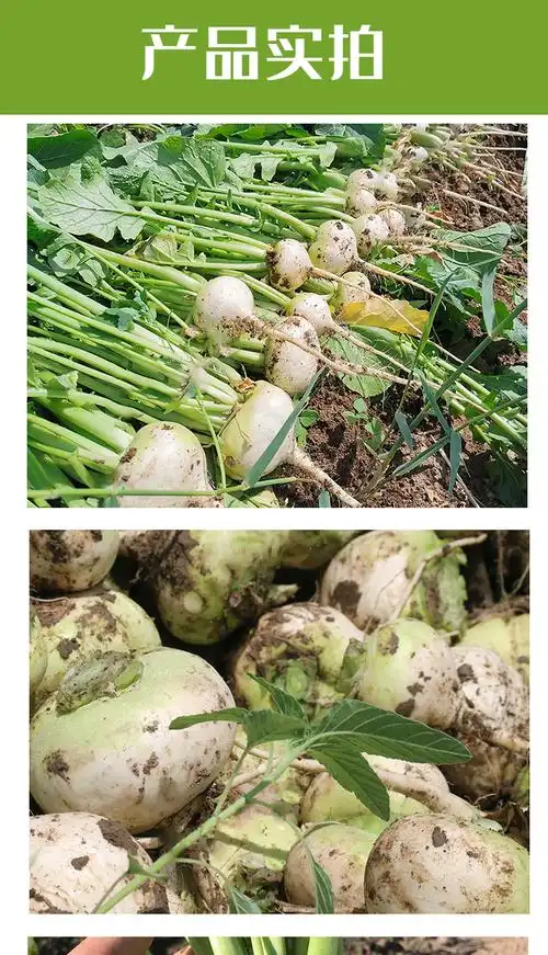 (新鲜恰玛古)3/5/9斤(礼盒 网袋)新疆土特产当季蔓菁疙瘩蔬菜 酸碱