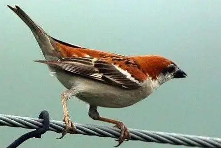 现在国家还把它列入二级保护动物,不允许捕杀.