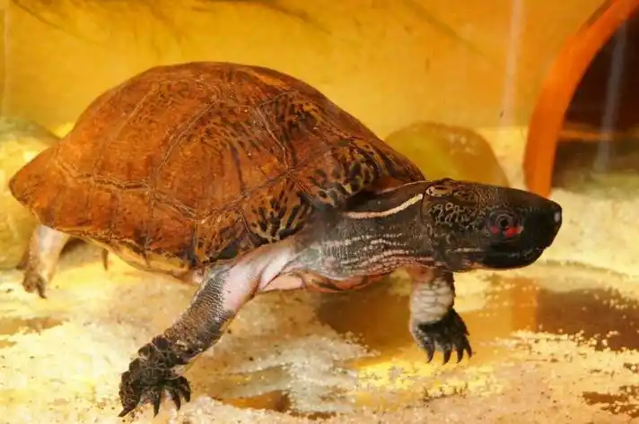 p>眼斑水龟(学名: i>sacalia bealei /i>)是龟科,眼斑水龟属动物.