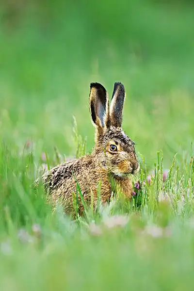 幼兽,欧洲野兔,棕兔,进食,布尔根兰,奥地利,欧洲