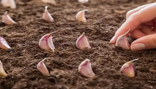 大蒜种植全过程