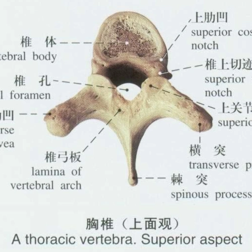 睡眠不足时可做的胸椎伸展操