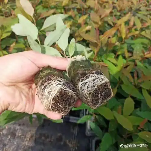 桉树种植,好的苗木是造林成功的保证.