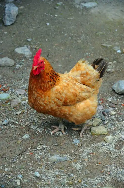 自驾悠游篇~仙居&永嘉