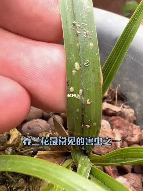 夏季是兰花介壳虫爆发期,你做好防治工作了吗?