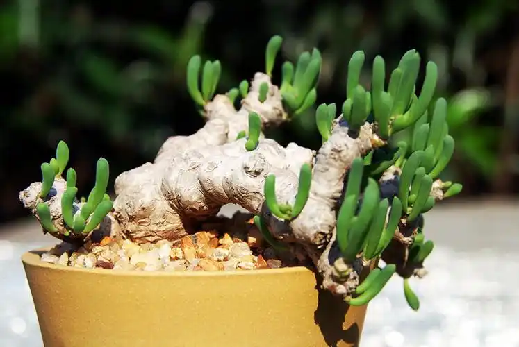 块茎植物厚敦菊属——卡拉非 - nb09xx - 骚九九的秘密花园