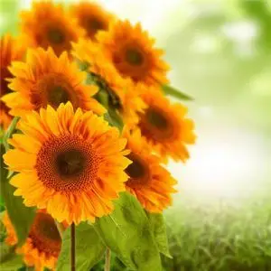 新年吉利的大富大贵的好看头像