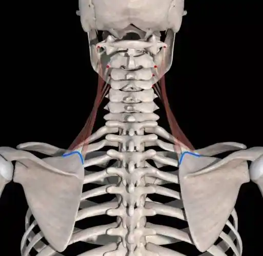 主要作用:上提肩胛骨止点:肩胛骨内侧角起点:上位颈椎横突肩胛提肌接