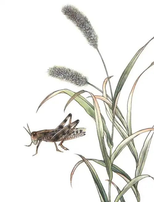工笔蝗虫的画法