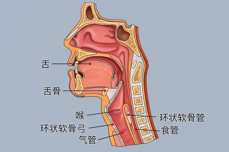 环状软骨位置解剖图