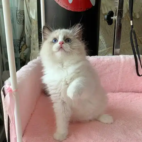 纯种布偶猫海双布偶幼猫蓝双重点色仙女猫小猫咪活物宠物猫幼崽