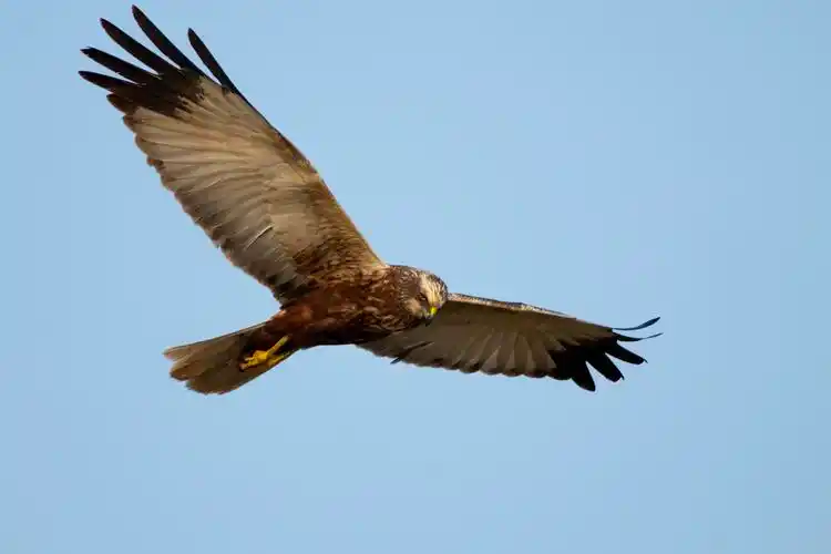 在天空飞翔的老鹰坚持