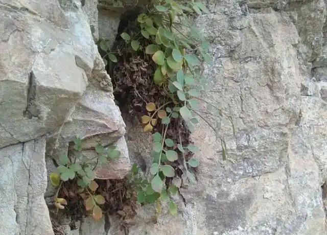 生于岩石上的野草居然能卖550元一斤原来它就是镇痛草