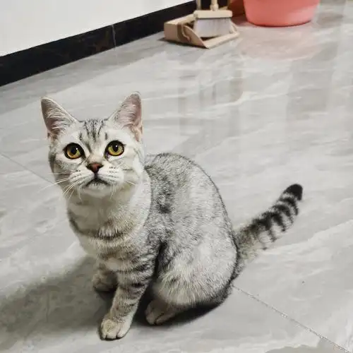 鱼骨纹美短 小母猫500 有意者请联系15210187300爱护小动物者优先可以