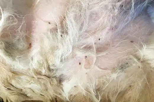 定期体外驱虫的猫狗身上还有虫怎么办