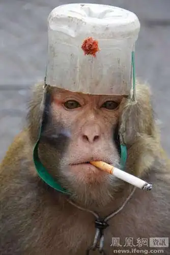 男子打骂猴子卖艺 围观群众抵制_ynet.com北青网