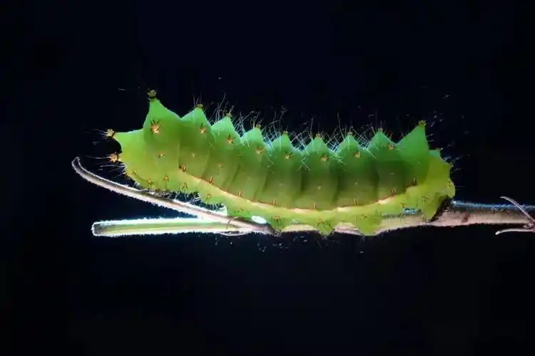 【你好!大自然】第214期:下凡——宁波尾大蚕蛾