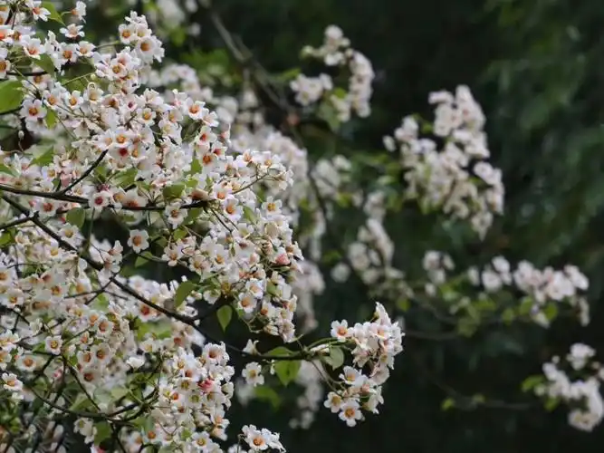 桐子花盛开美如童话世界威远山区漫山遍野