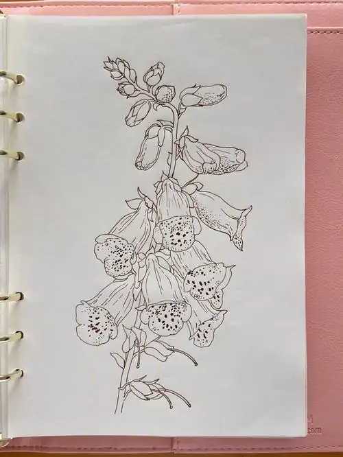 线描练习毛地黄