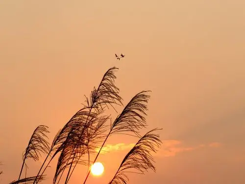 落霞与孤鹜齐飞