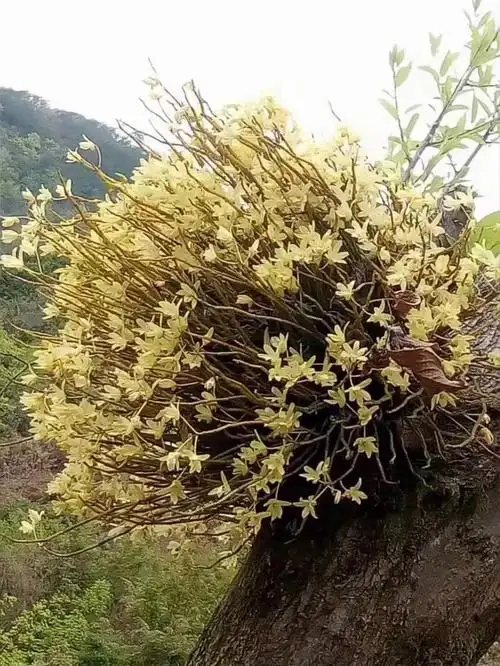 川铜还有9公斤@#石斛  #铁皮石斛