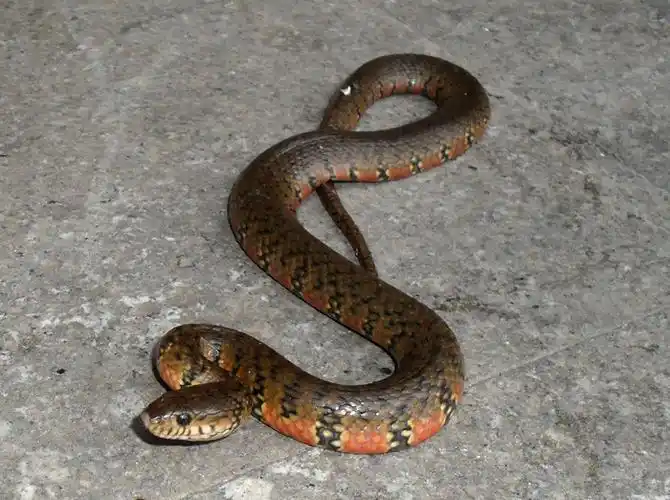 ">华游蛇 /a>属,广泛分布于中国上海,江苏,浙江,安徽,福建,台湾,江西