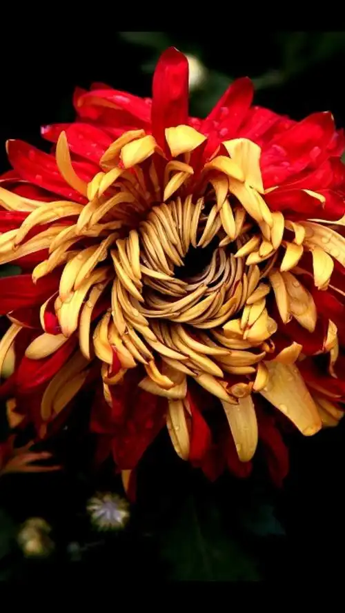 暗红色菊花,象征娇媚