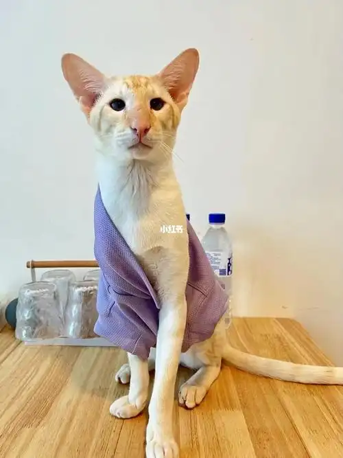 图片来源于@我养了8只猫 2只狗99我们的明星何大力闪亮登场能把我们