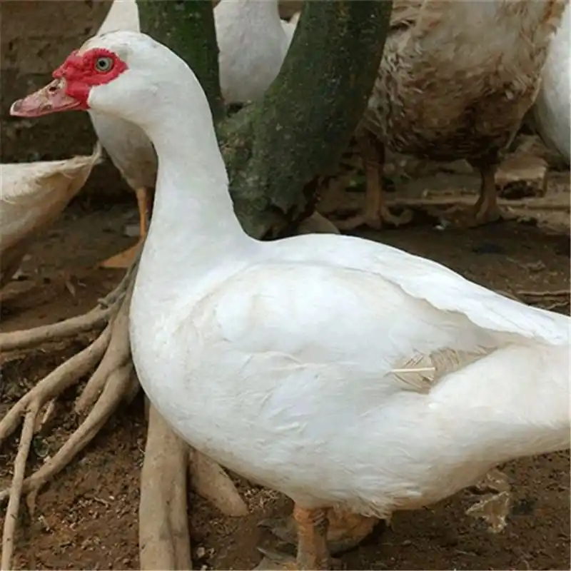 如何养好番鸭怎么让番鸭红脸番鸭红脸的饲养方式