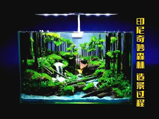 鱼缸造景印尼奇妙森林印尼造景师作品