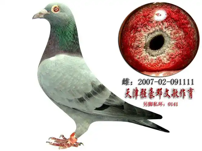 信鸽拍卖首页 拍卖专题 >> 查看拍卖商品   天津 邓文敏私环种鸽