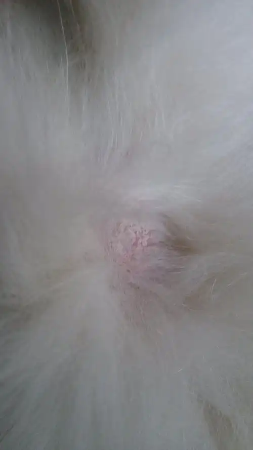 家里的狗狗不知道腿怎么了?是不是皮肤病呢?