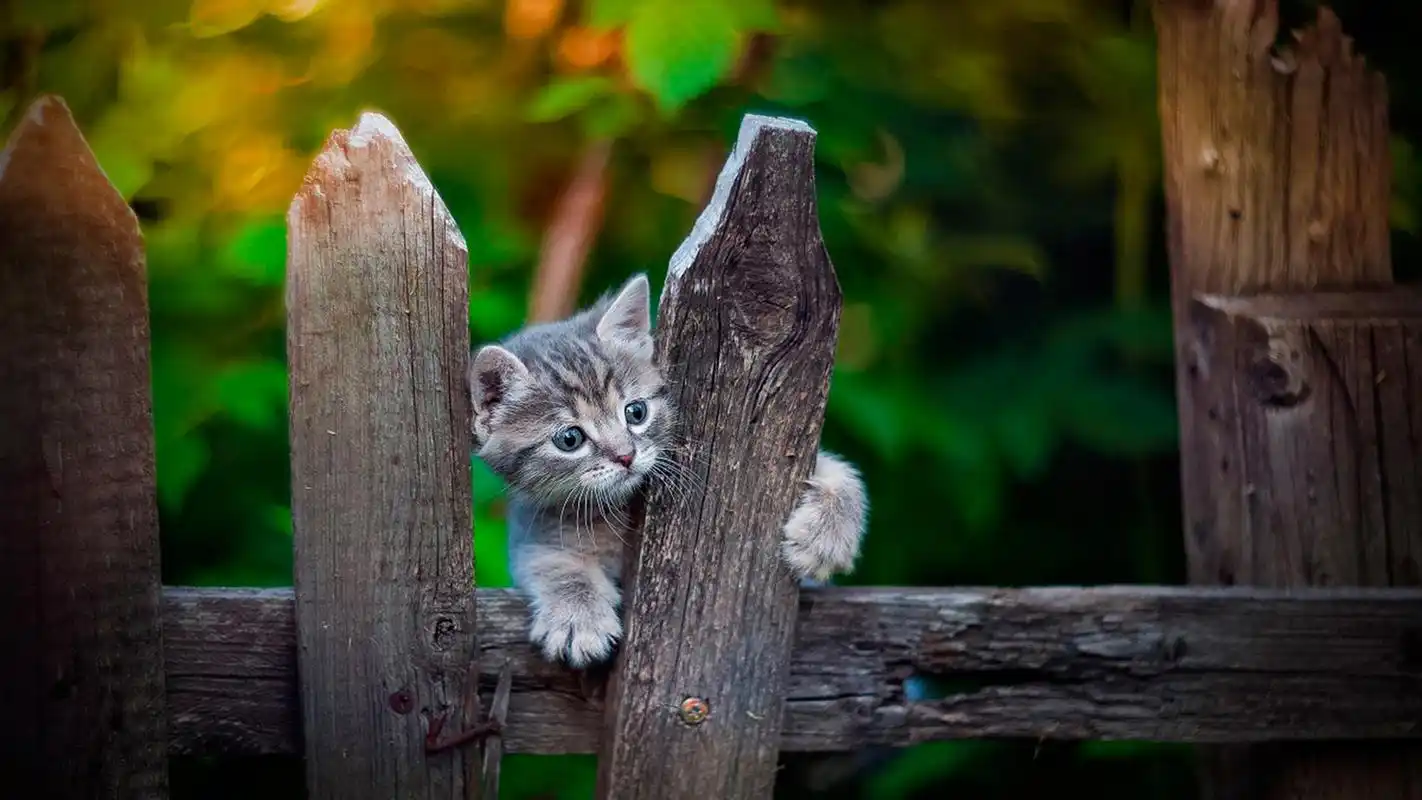 呆萌可爱猫咪电脑桌面壁纸图片