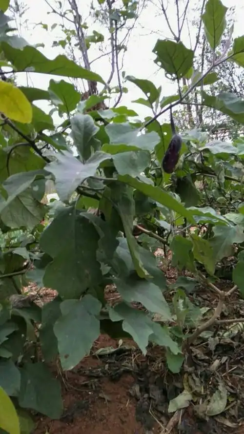 这棵似树非树的茄子长得漂亮.