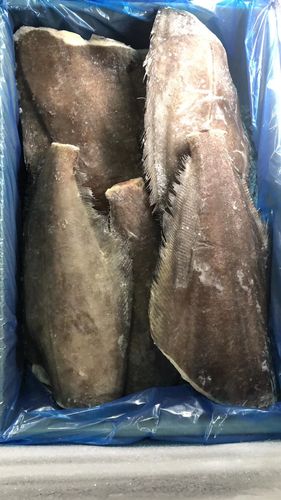 鲽鱼格陵兰大比目鱼冷冻新鲜整条雅片5斤辅食鲽鱼
