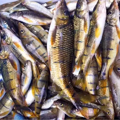 钓到了成精的溪石斑 - 好钓鱼